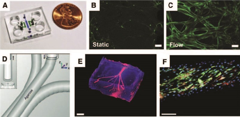 基于不同策略的血管-器官芯片模型：（A）多通道芯片；（B和C）静态和动态的血管网络芯片；（D、E和F）生物打印的血管网络芯片。
