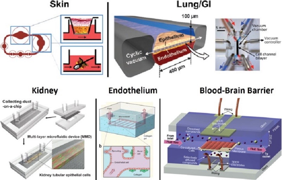 不同类型的组织屏障器官芯片模型。