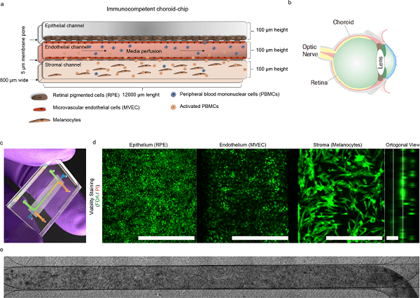 体外脉络膜芯片，眼部生物药研究