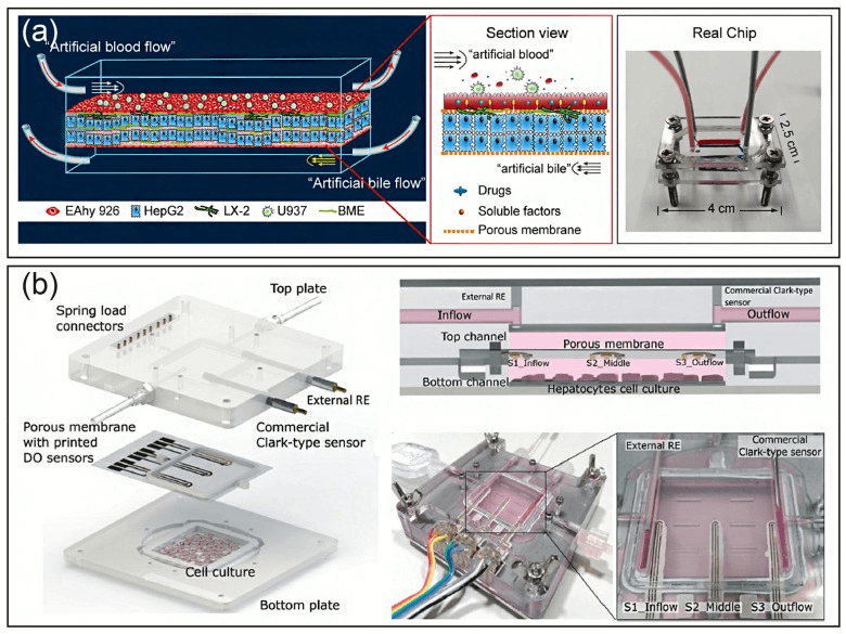 肝脏器官芯片构建技术