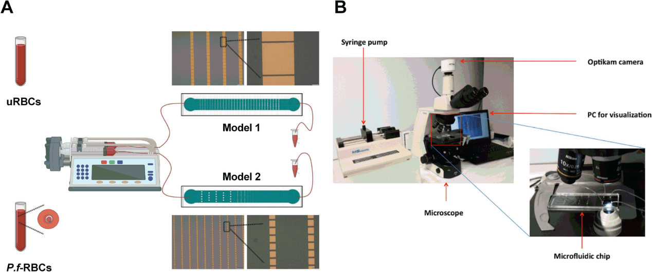 mimic spleen microfluidics