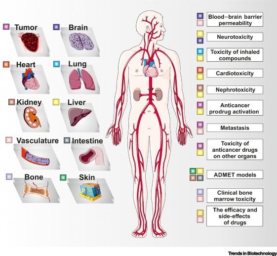 多器官芯片组合作为人体生理、病理模型在不同生物医学中的应用。