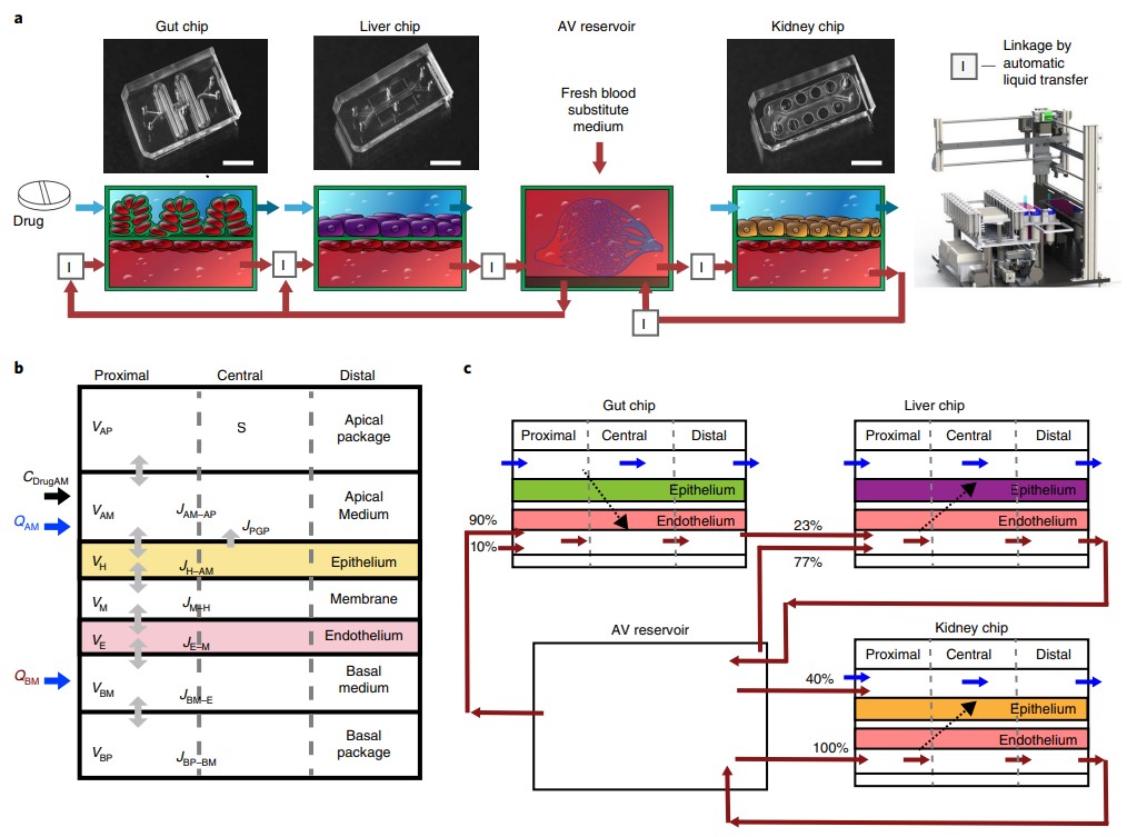 肠道/肝脏/肾脏多器官芯片平台
