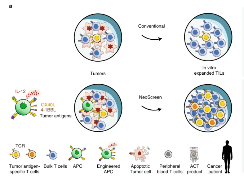 NeoScreen 可产生大量破坏肿瘤的免疫细胞