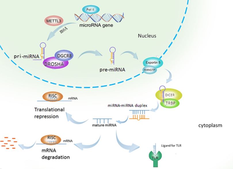 Microrna Agomir Antagomir体外筛选服务 安必奇生物免疫