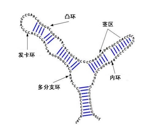 RNA二级局部结构茎区及环的示意图。