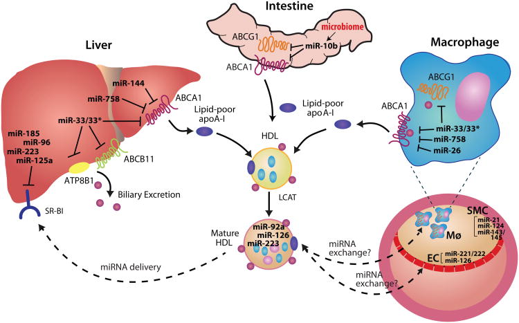  MicroRNA对HDL体内平衡的调节。
