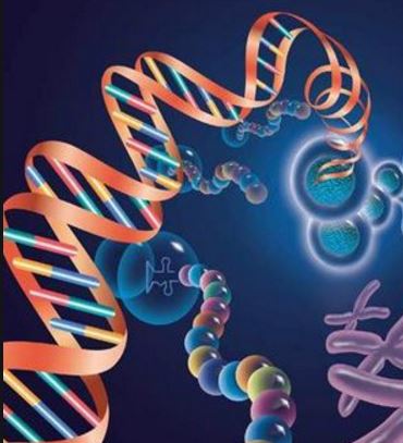 MicroRNA Agomir/Antagomir毒性研究