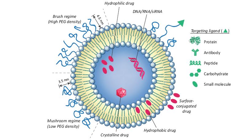 Structural and design considerations for liposomal drug delivery.